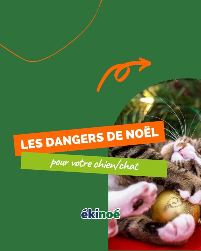 Noël, les belles décorations, les bons repas, les cadeaux, l’ambiance festive… 🎄 🎁

C’est un moment de l’année magique et féérique, mais qui représente certains dangers pour votre 🐶🐱

Alors, pour passer des fêtes sereines, voici ce à quoi vous devez être vigilant pour la sécurité de vos animaux ! 🚨

Dernière recommandation : lors des repas en famille, l’ambiance est souvent bruyante, les enfants jouent… Cela peut aussi stresser votre animal ! 😿

Pensez toujours à lui réserver une pièce au calme, dans laquelle il pourra se réfugier si besoin 🤗

Vous connaissiez ces dangers ?