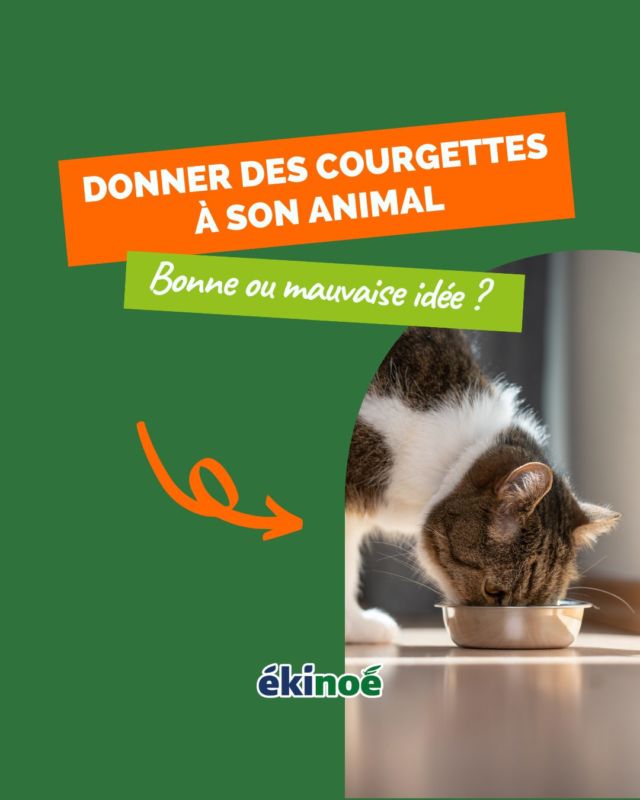 Donner des courgettes à votre animal, bonne ou mauvaise idée ? 🤔

La réponse dans ce post ! 

Et vous, vous donnez des courgettes à votre chien/chat ? Dites nous en commentaires !