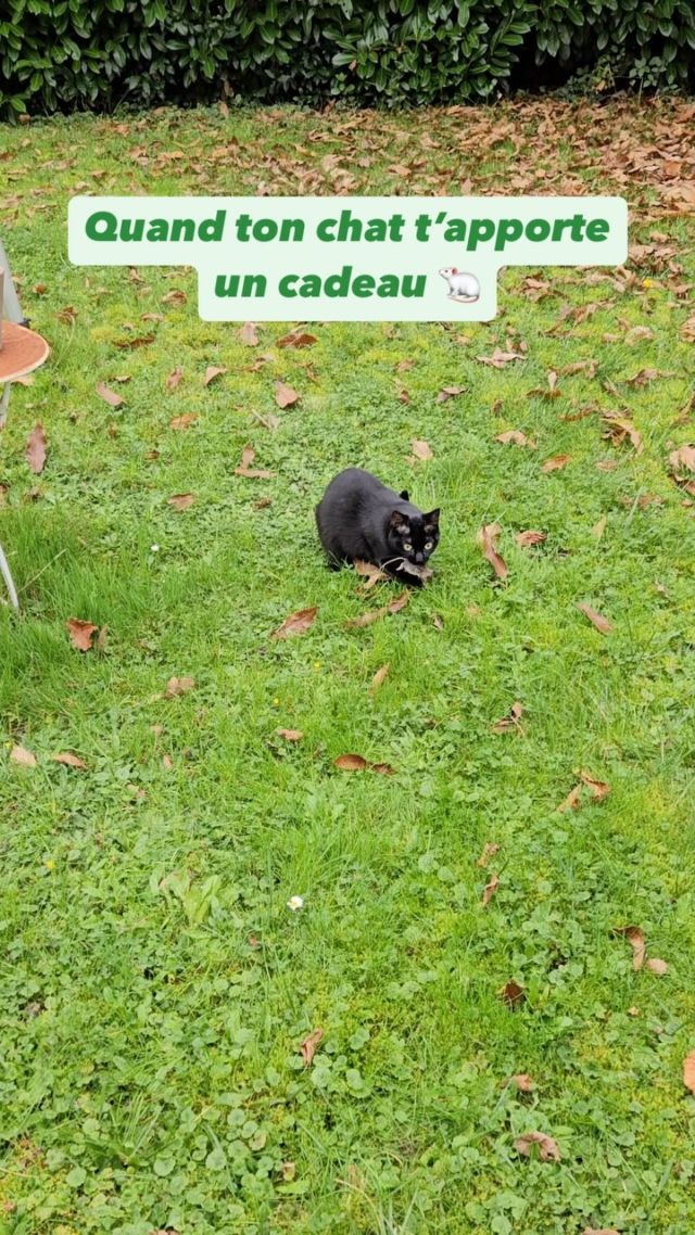 « Je t’ai ramené une belle souris, tu peux me donner mes croquettes aux insectes maintenant stp ? » 😹