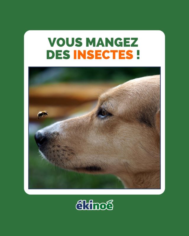 “Je n’ai jamais mangé d’insectes” ! C’est souvent ce que l’on entend quand on présente nos croquettes ! 😉

Et pourtant… vous avez déjà mangé des insectes ! 😱

Non, ce n’est pas nous qui l’avons inventé ! Selon l’Agence nationale de sécurité sanitaire de l'alimentation, un français mange en moyenne 500 grammes d’insectes par an ! 😨

Vous allez sûrement vous dire que cela est impossible, et pourtant ! Les insectes sont présents dans divers aliments que nous consommons quotidiennement comme : les légumes, les fruits, les confitures, le pain etc… 🍏🍞

Chez ékinoé, nous sommes convaincus que d’ici 2050, le monde entier mangera des insectes ! 🐛

Cela ne fait pas du tout partie des coutumes françaises, mais il est temps de faire bouger les choses ! 

Vous voulez en savoir plus sur la consommation d'insectes ? Rendez-vous ici : https://www.youtube.com/watch?v=_aDbaf9P7Do

Alors, pourquoi ne pas commencer par nos animaux de compagnie ? 🐾 Rendez-vous sur notre site internet www.ekinoe.com ou dans un magasin Carrefour proche de chez vous pour découvrir nos croquettes !